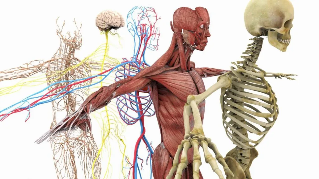 Facts About the Human Body