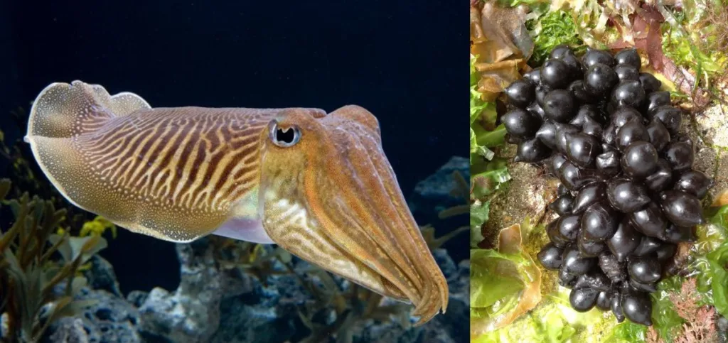 Sea Animal Eggs and Egg Cases Identification